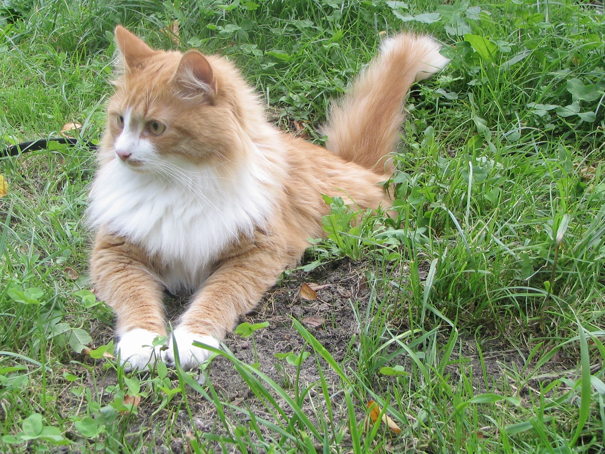 Cat