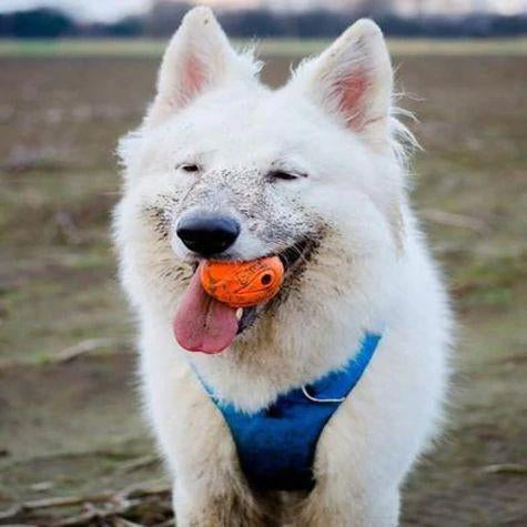 chuckit! dog toy - whistler balls