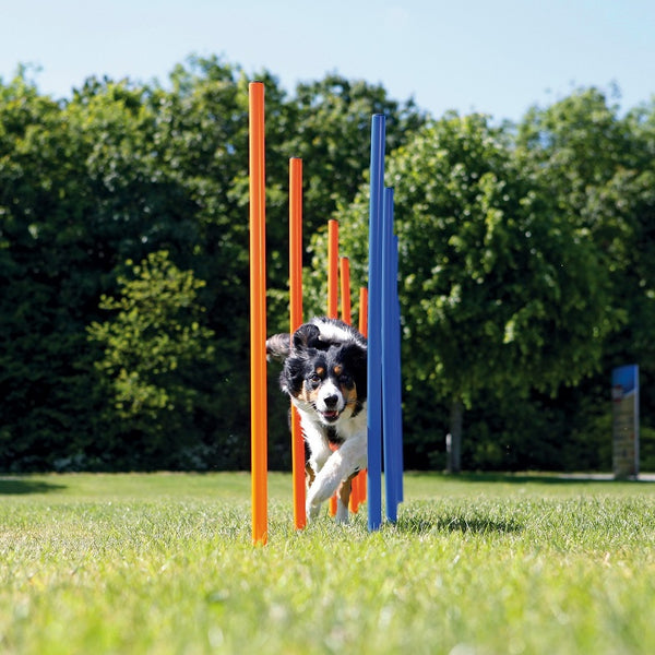 agility weave poles 12 115cm high