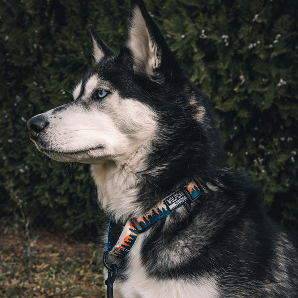 OverLand MARTINGALE DOG COLLAR