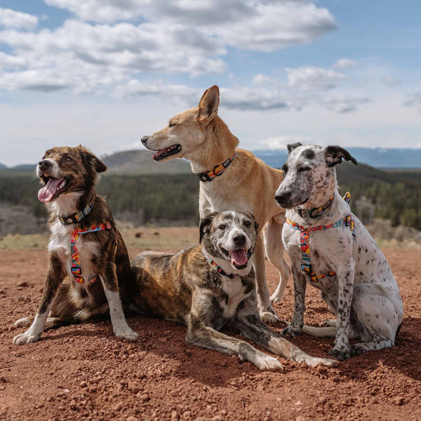 PackLeader MARTINGALE DOG COLLAR
