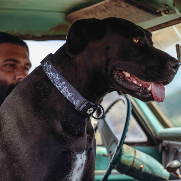 WolfMountain Martingale Dog Collar