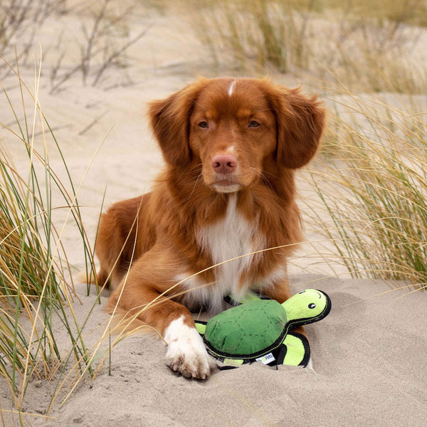 beco dog toy - rough & tough - tommy the turtle