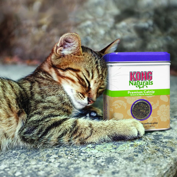 kong naturals catnip