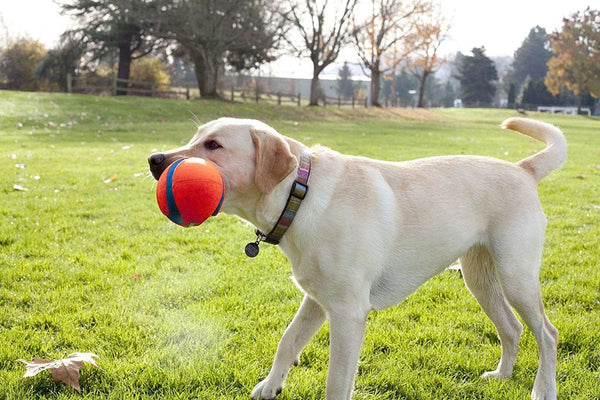 chuckit! dog toy - ultra tumbler