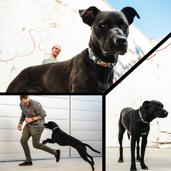 LosMuertos Dog Leash