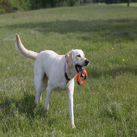 chuckit! dog toy - ring chaser