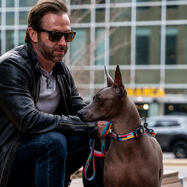 MixTape Dog Collar